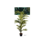 Augalas Palmė 160 cm