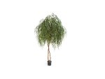 Augalas Willow | 240 cm