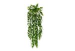 Augalas Eucalyptus | svyrantis