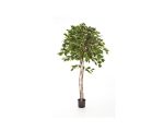 Augalas Ficus exotica umbrella | 210 cm