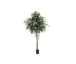 Augalas Ficus exotica | 330 cm